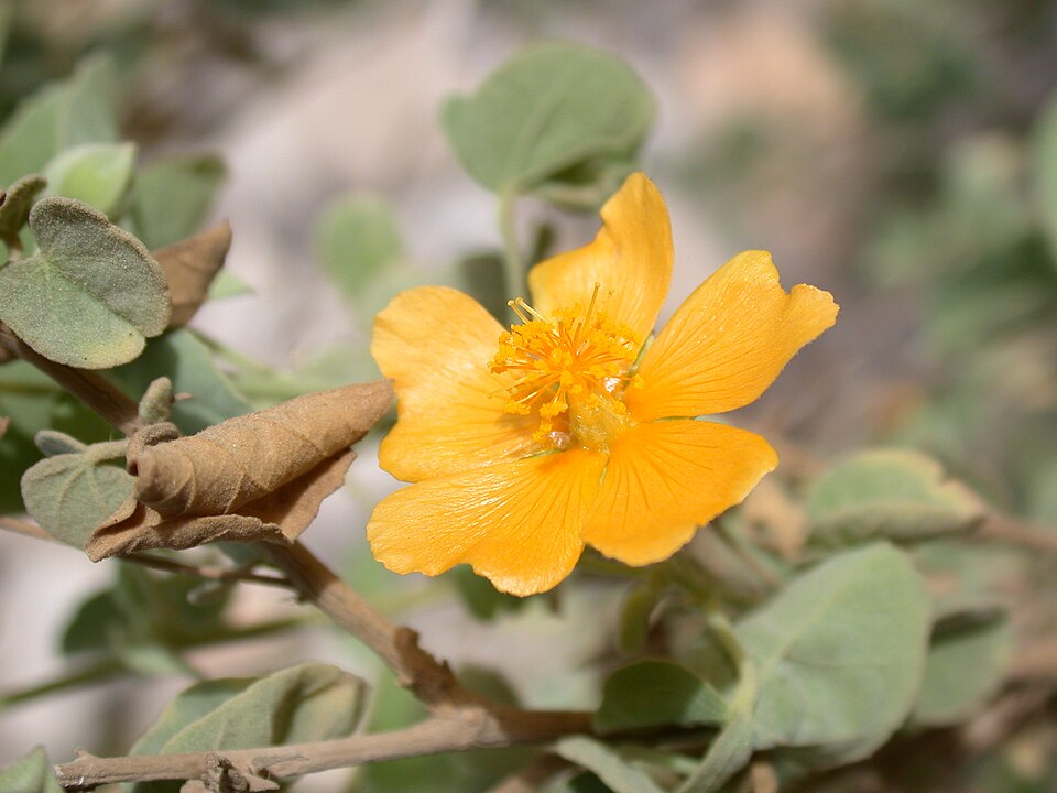 Abutilon fruticosum (sweet Indian Mallow) (alternate view 6)