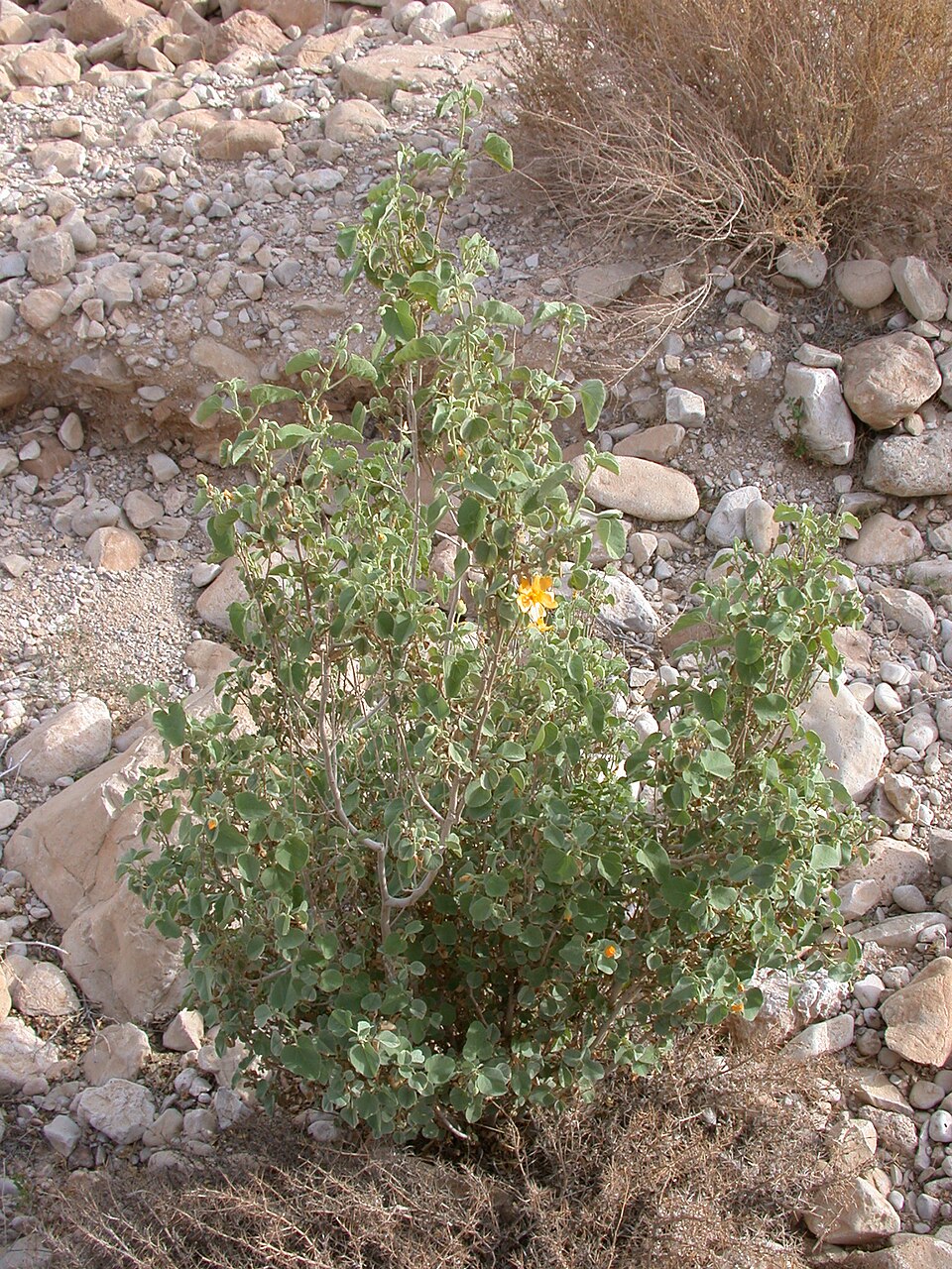Abutilon fruticosum (sweet Indian Mallow) (alternate view 7)