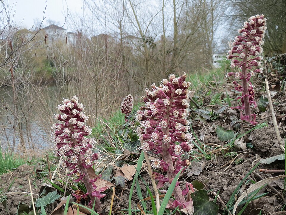 Petasites hybridus (Common Butterbur)