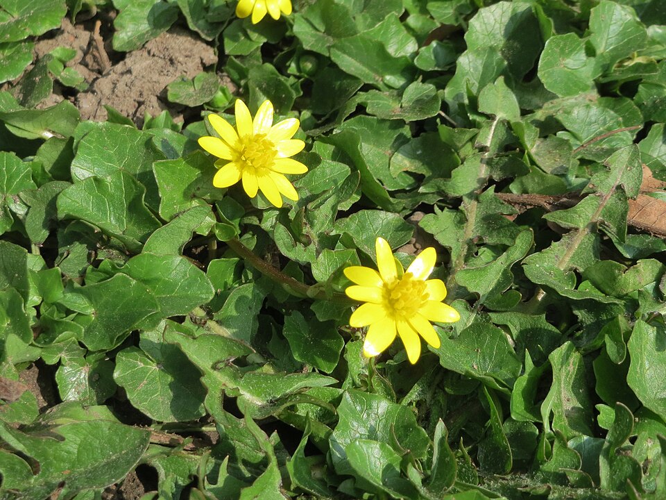 Ficaria verna (lesser celandine)