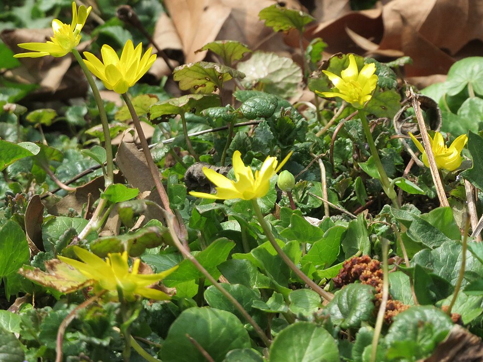 Ficaria verna (lesser celandine)