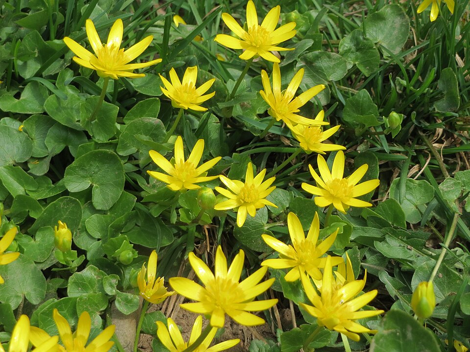 Ficaria verna (lesser celandine)