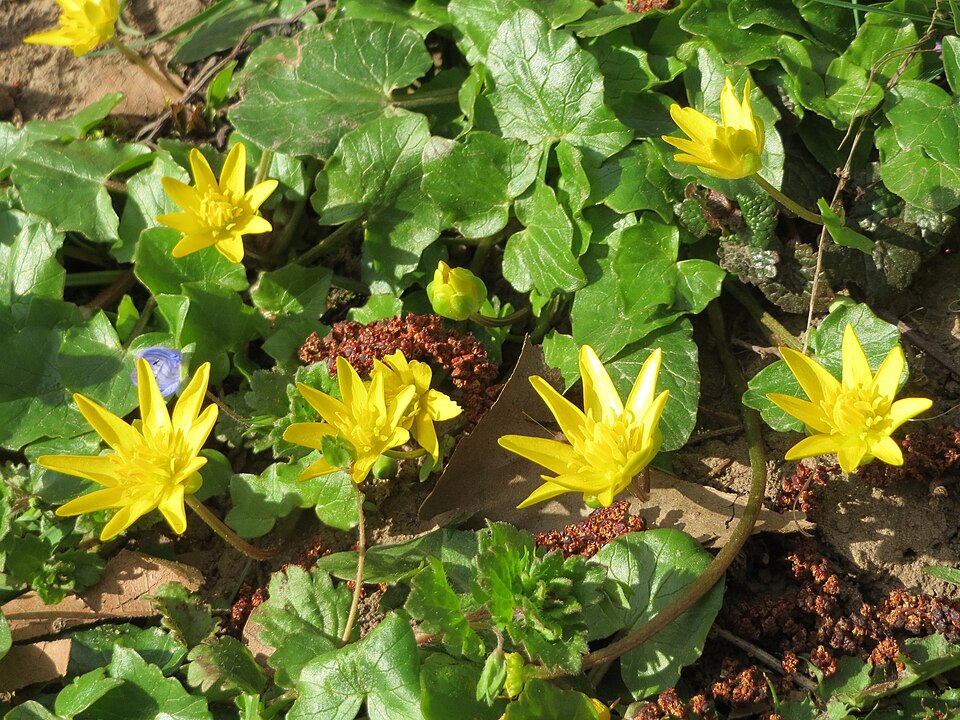 Ficaria verna (lesser celandine)