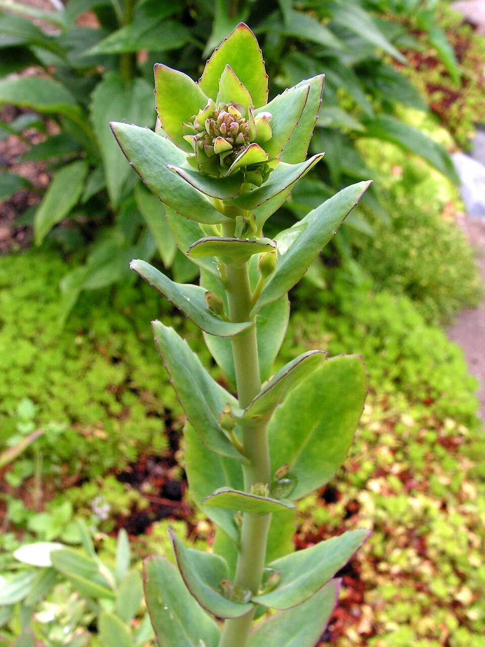 Hylotelephium telephium (Orpine) (alternate view 6)