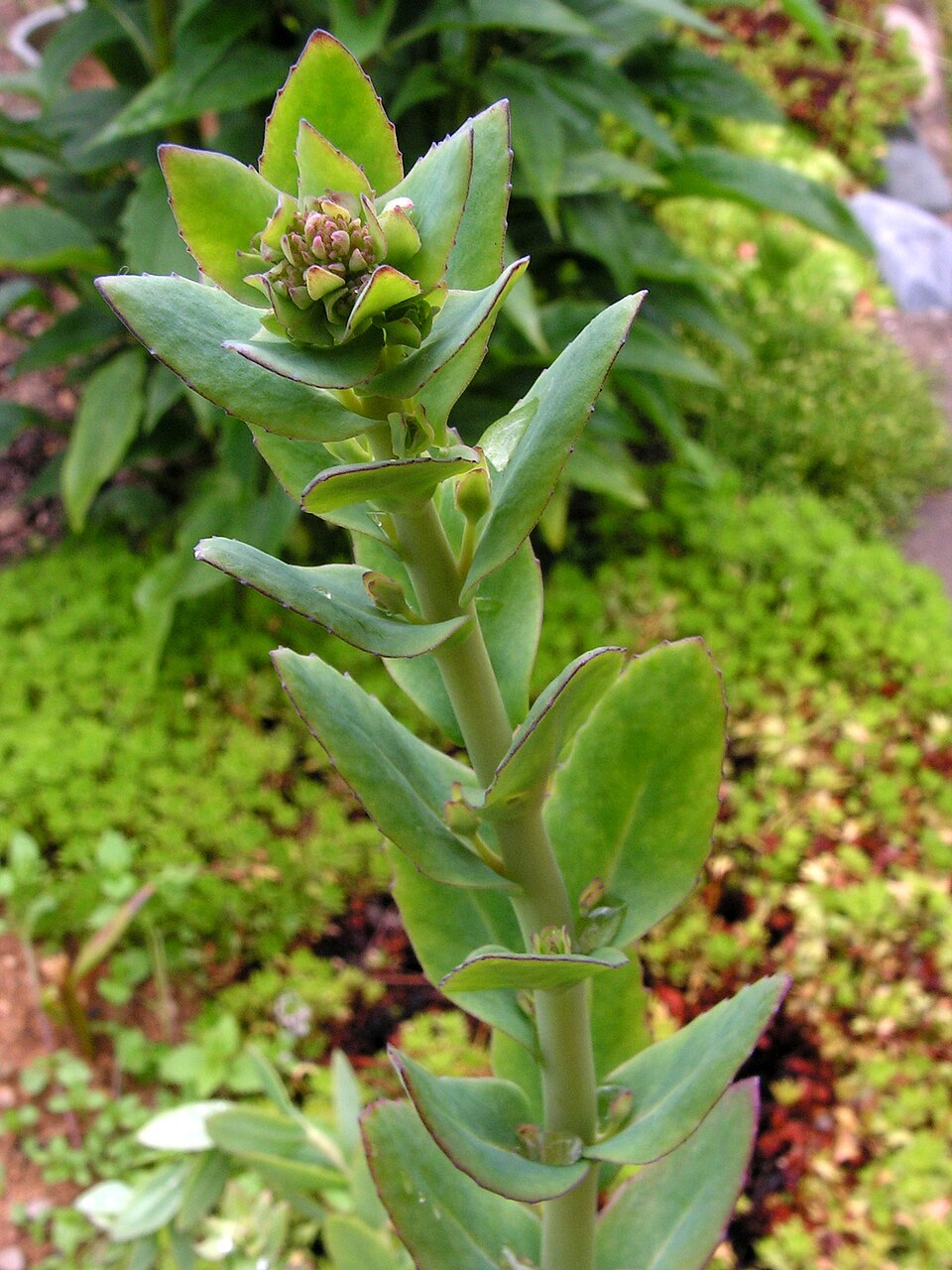Hylotelephium telephium (Orpine) (alternate view 7)