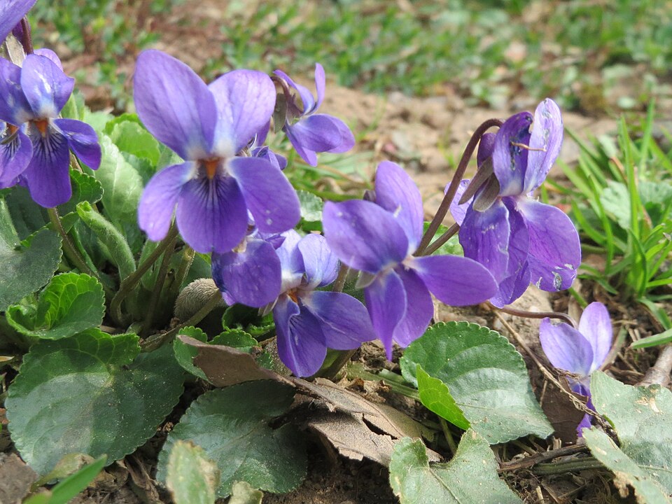Viola odorata (Sweet violet)