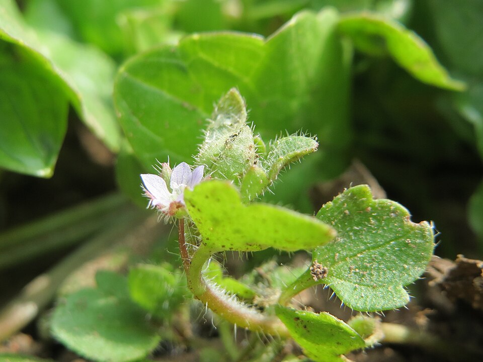 Veronica sublobata (Pink Ivy-leaved Speedwell)