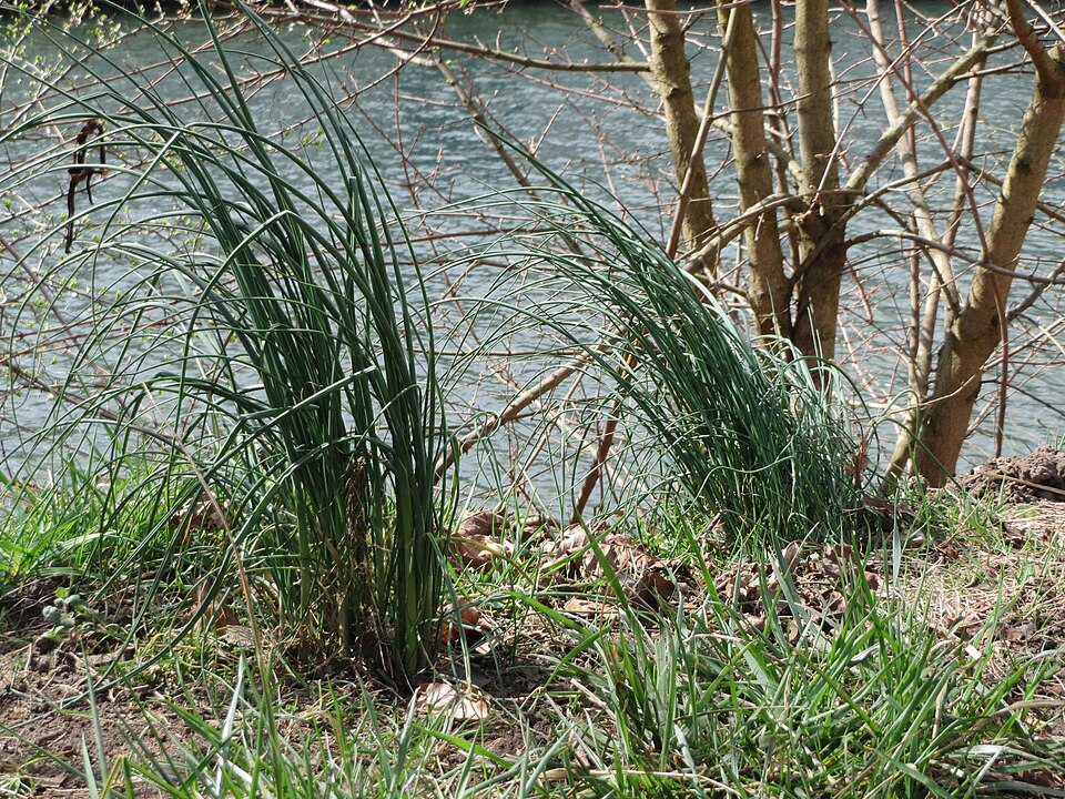 Allium vineale (wild garlic)