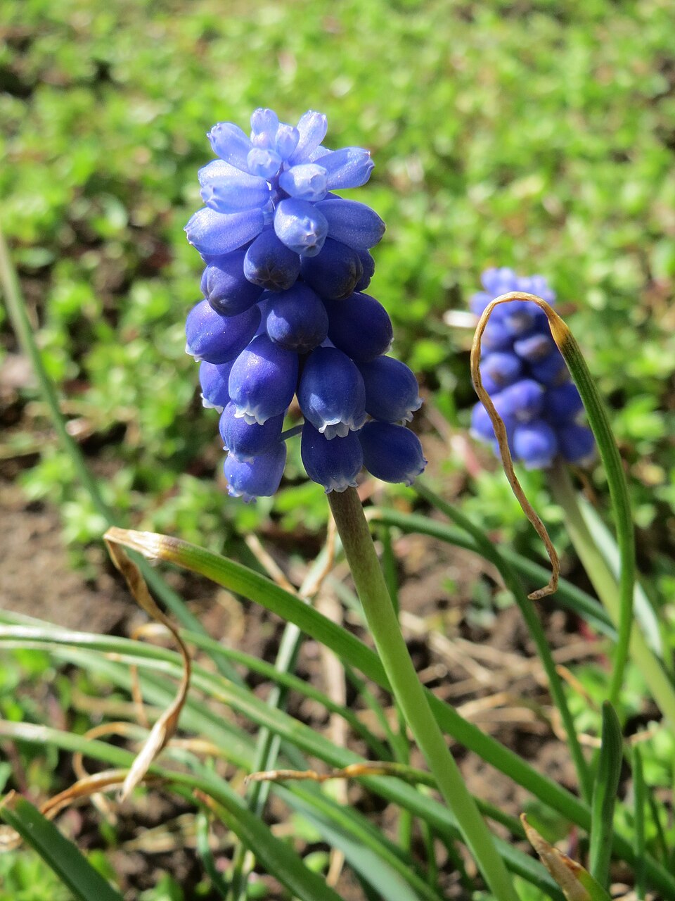 Muscari armeniacum (grape hyacinth) (alternate view 7)