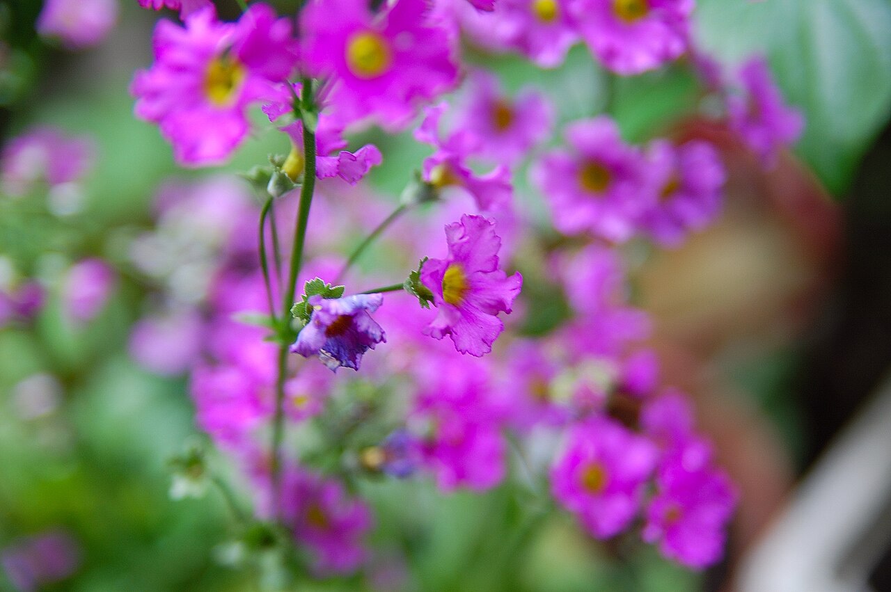 Primula malacoides, Fairy primrose — clumping semi-evergreen (Primulaceae) (image 4 of 10)