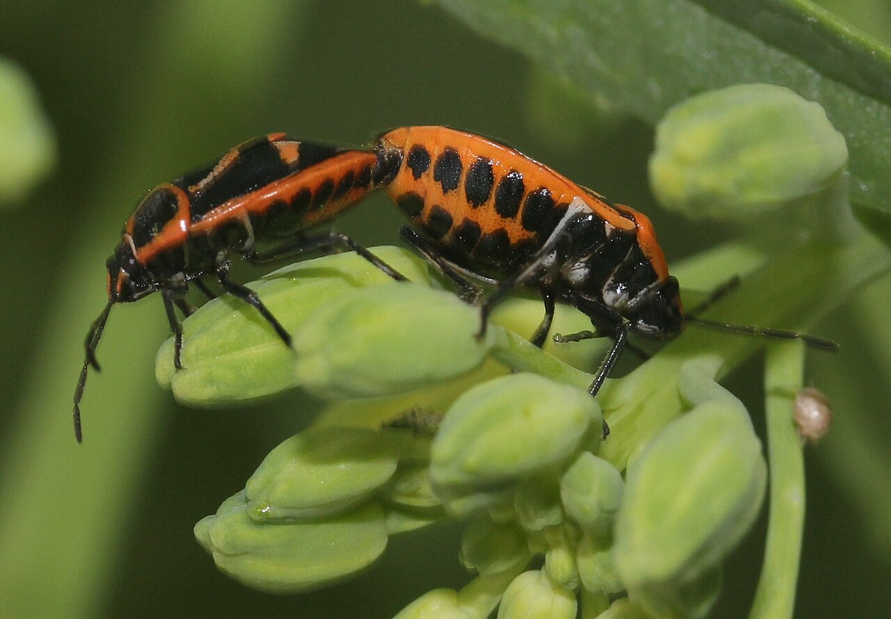 Raphanus sativus, Radish — clumping deciduous (Brassicaceae) (image 7 of 7)
