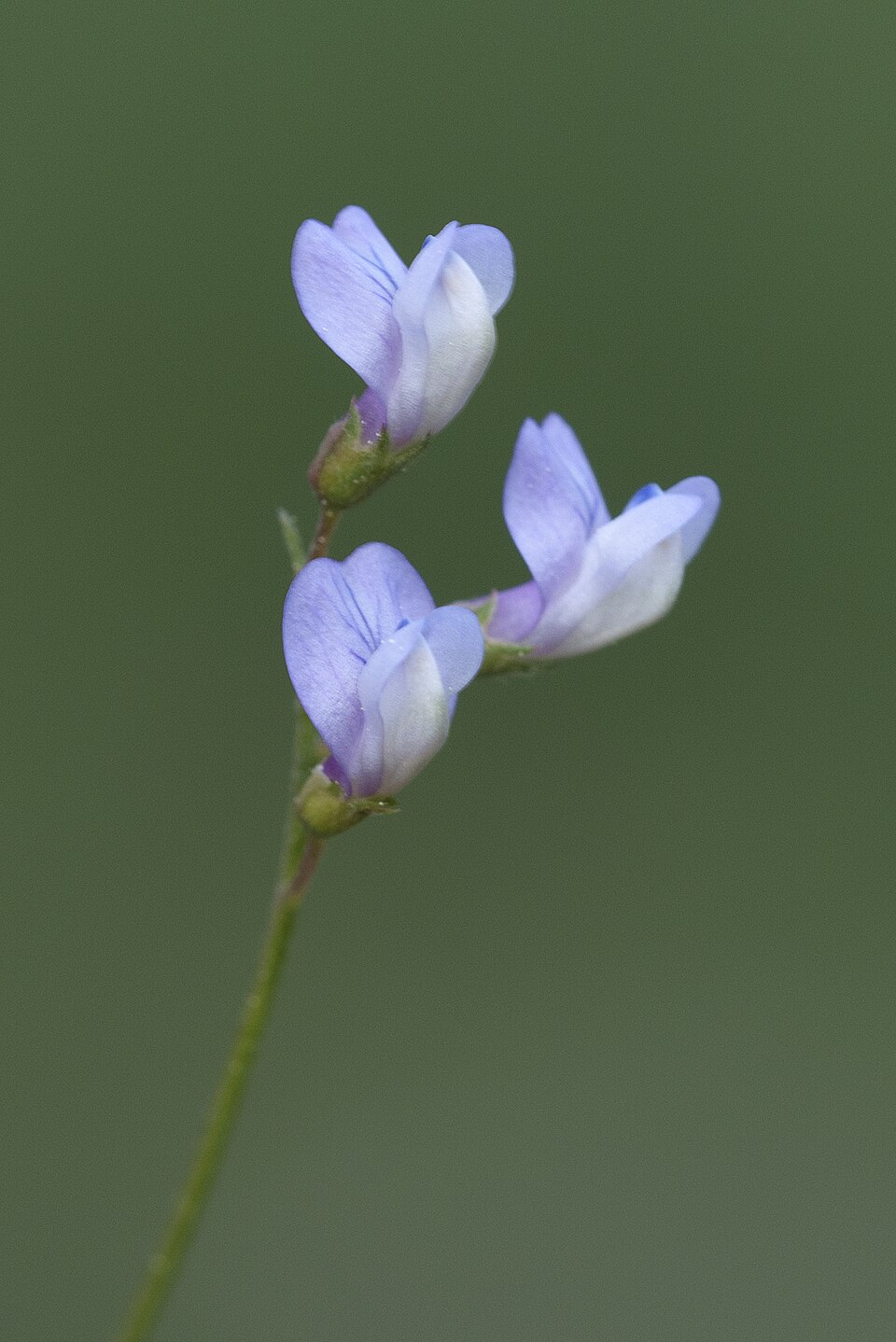 Vicia tetrasperma (Lentil Vetch)