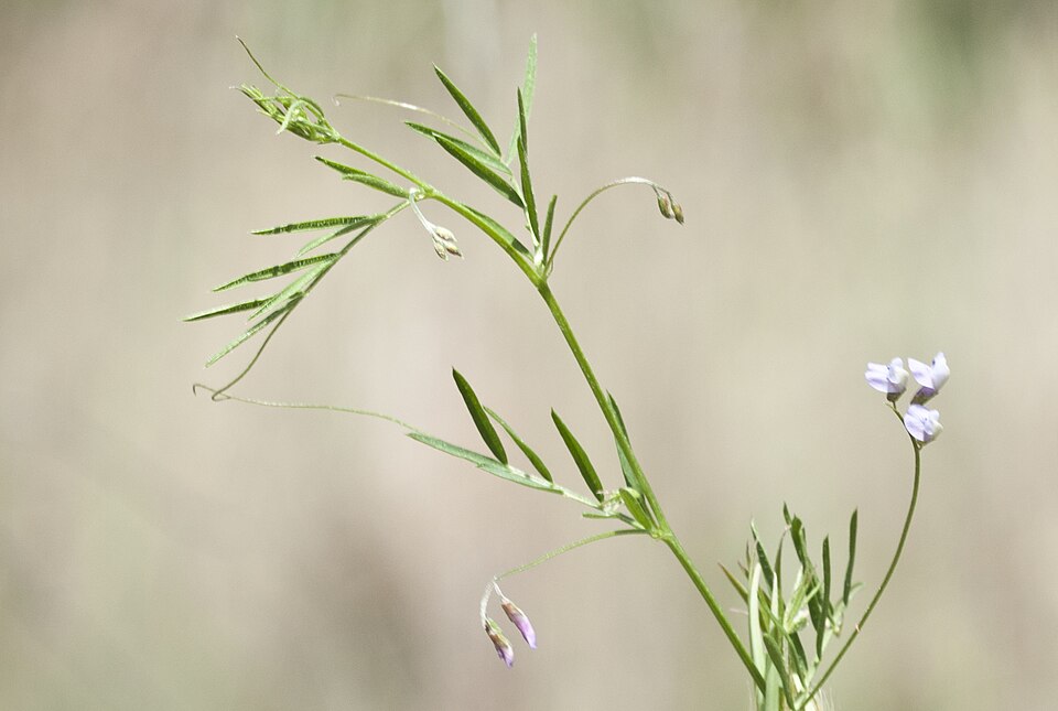 Vicia tetrasperma (Lentil Vetch)