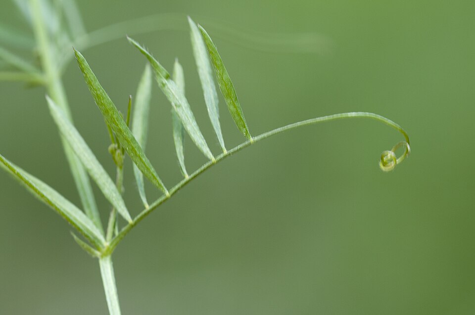 Vicia tetrasperma (Lentil Vetch)