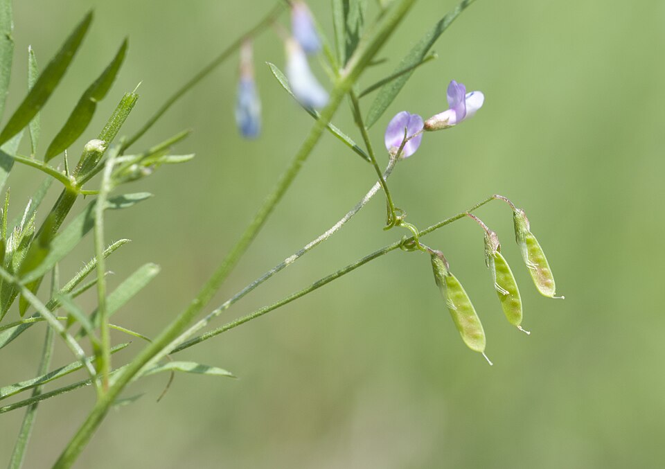 Vicia tetrasperma (Lentil Vetch)