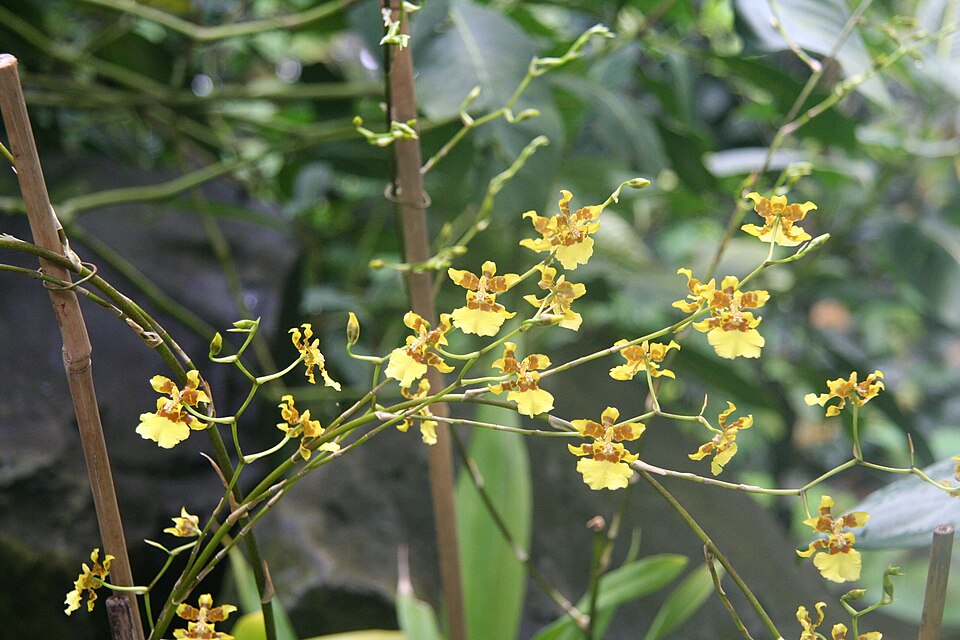 Oncidium sphacelatum (Spider Orchid Bush) (alternate view 7)