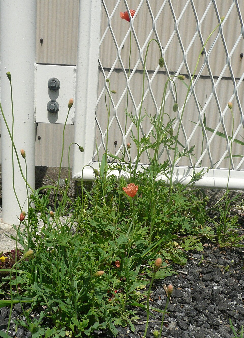Papaver dubium (Long-headed poppy)