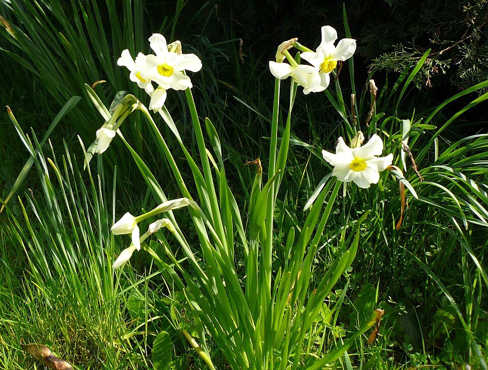 Narcissus × medioluteus (Primrose-peerless) (alternate view 8)