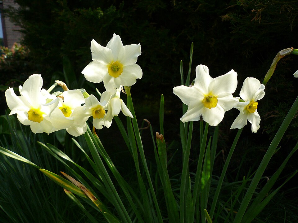 Narcissus × medioluteus (Primrose-peerless) (alternate view 9)