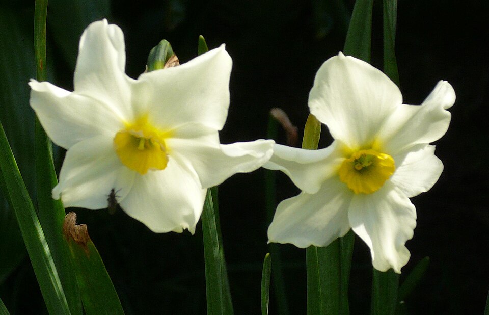 Narcissus × medioluteus (Primrose-peerless) (alternate view 10)