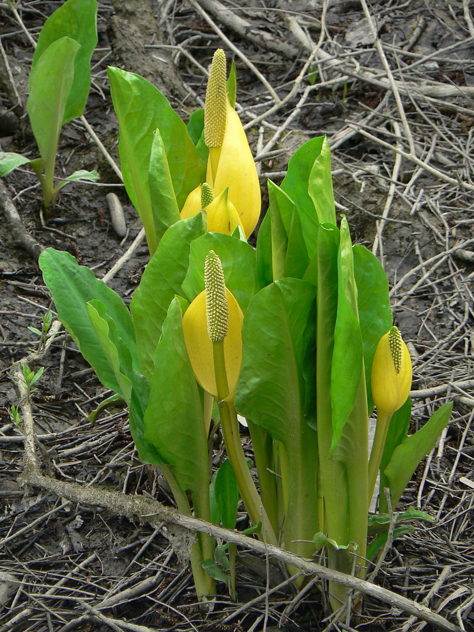 Lysichiton americanus (swamp lanterns, skunk cabbage) (alternate view 7)