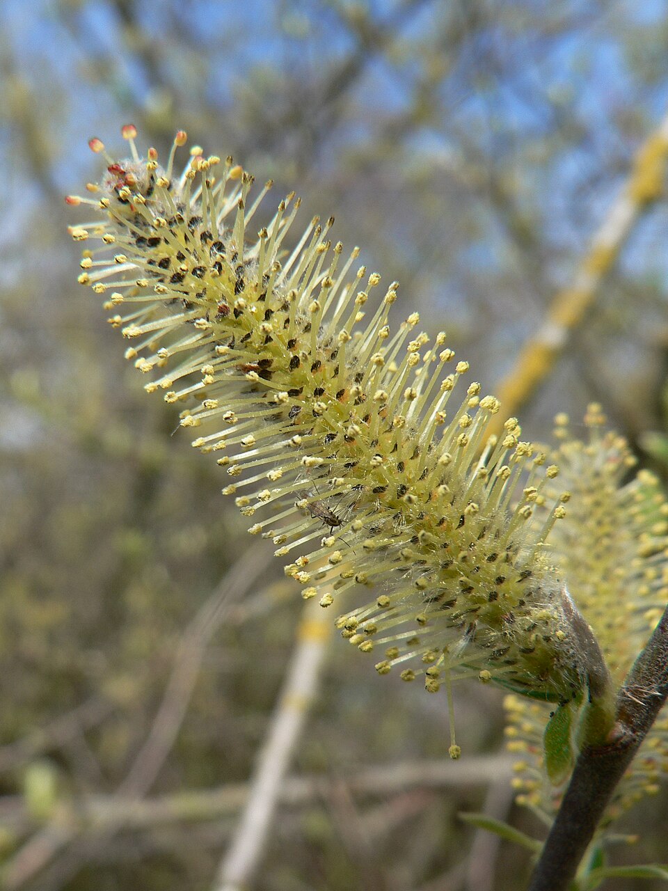 Salix sitchensis (Sitka willow)