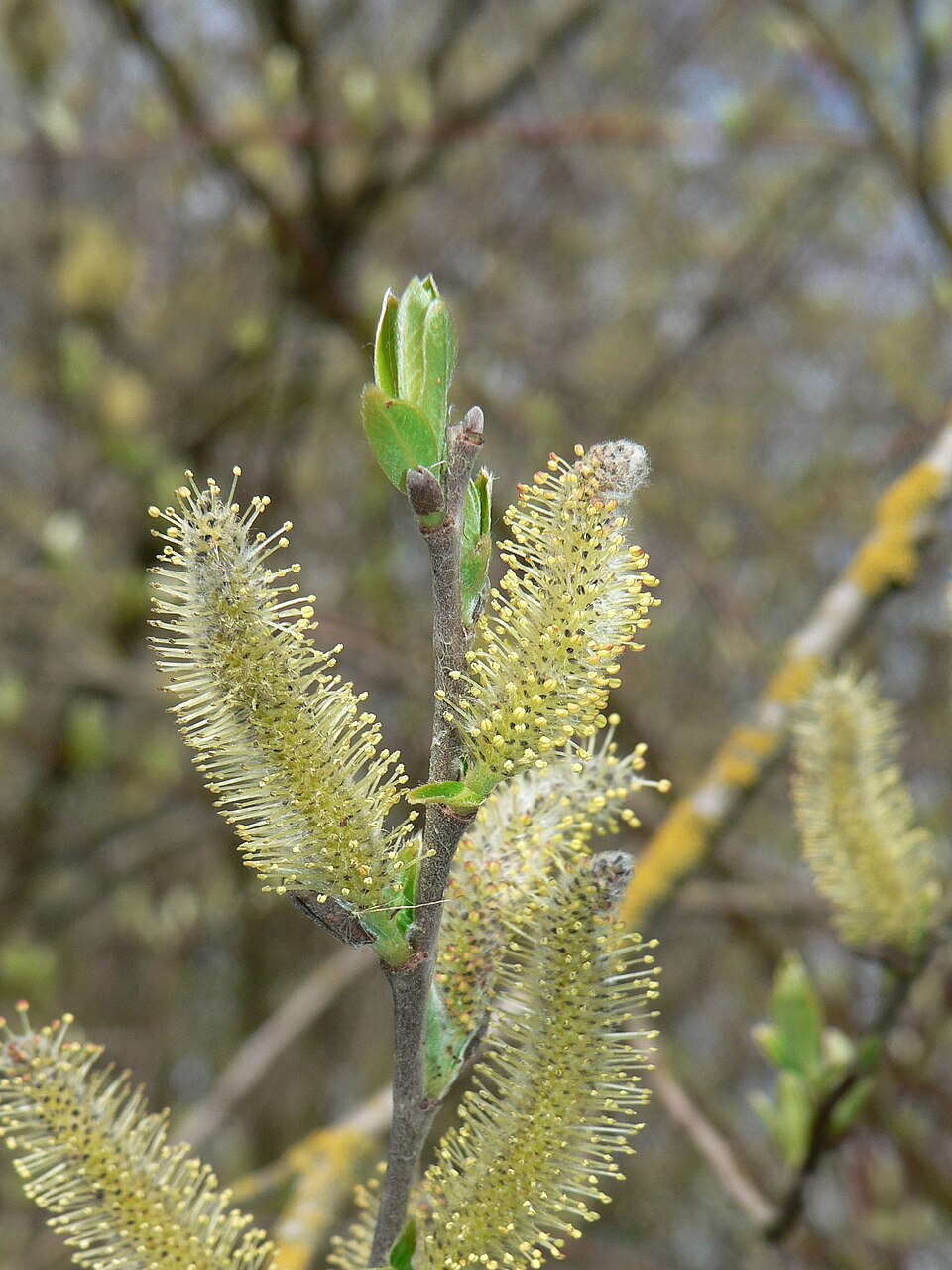 Salix sitchensis (Sitka willow)