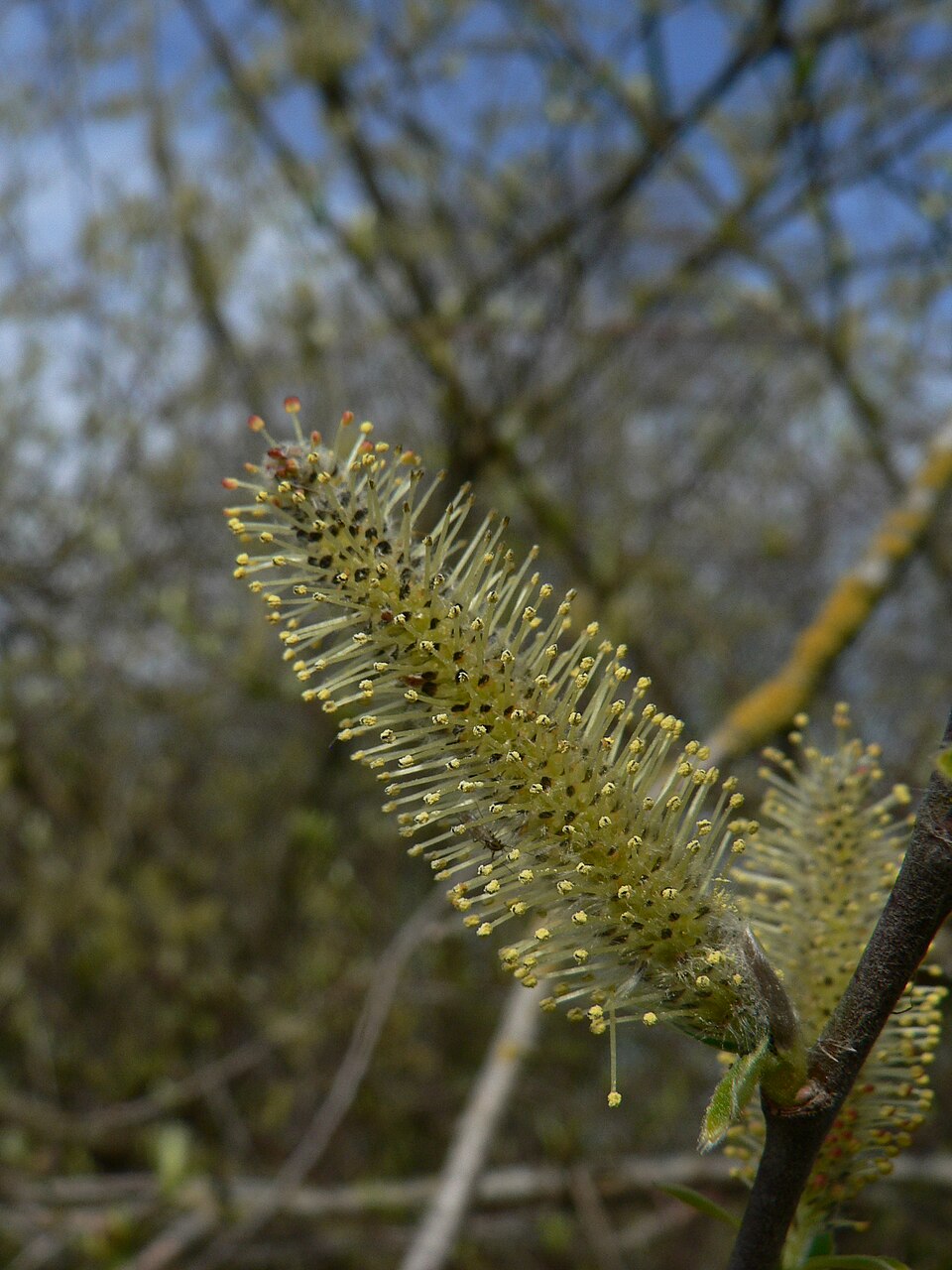Salix sitchensis (Sitka willow)