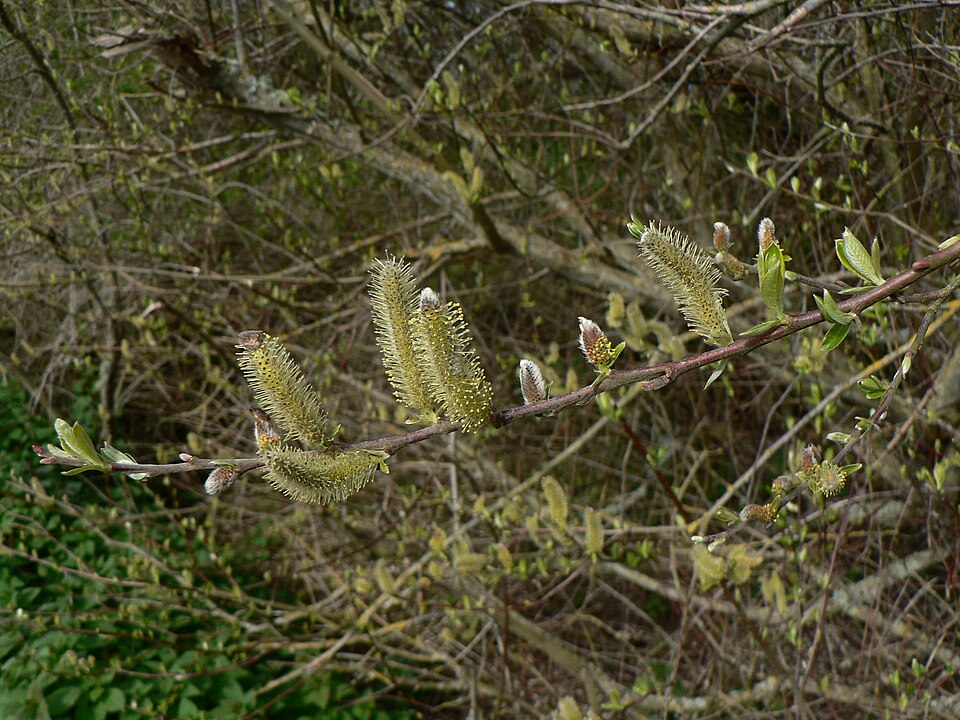 Salix sitchensis (Sitka willow)