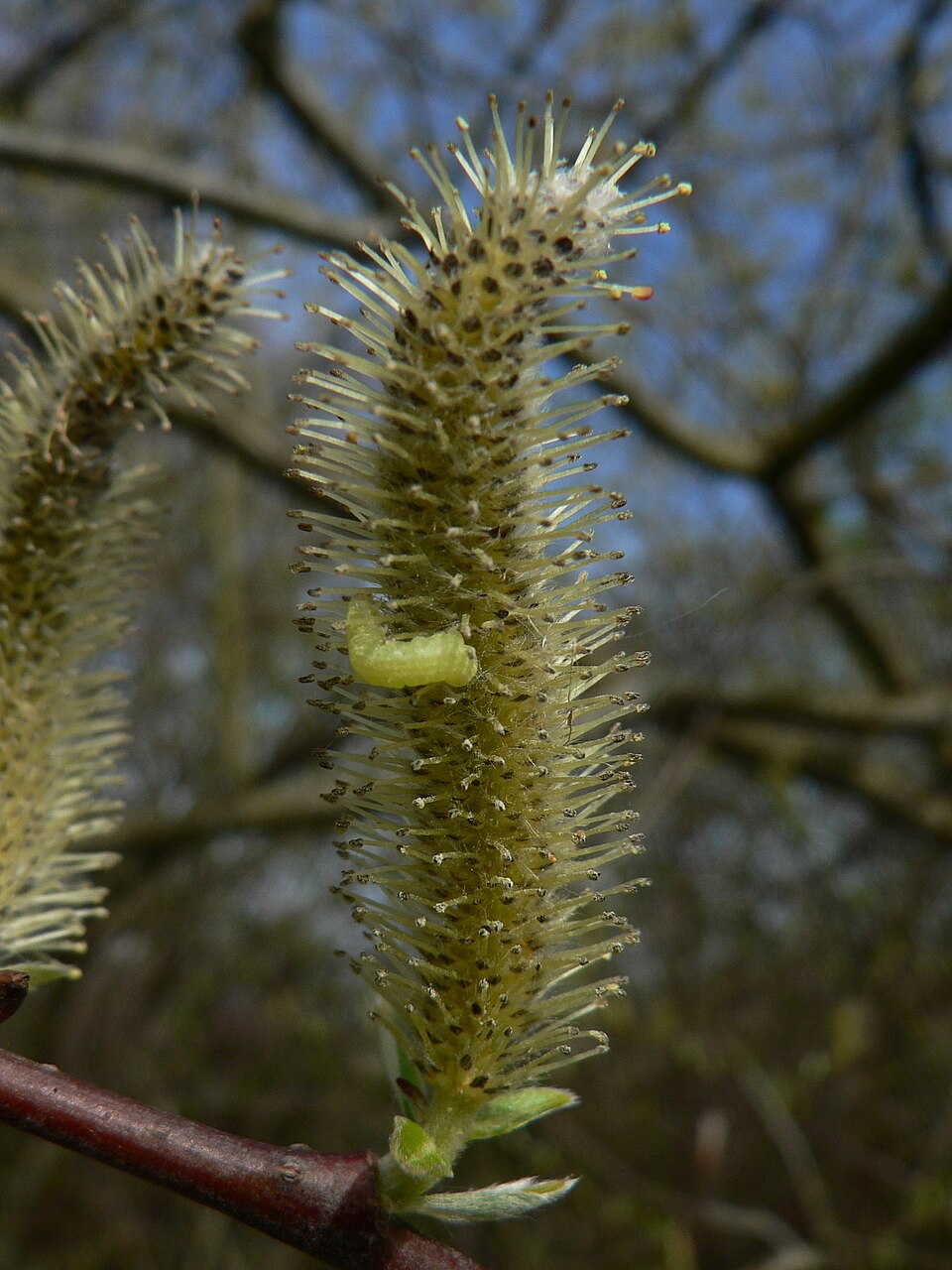 Salix sitchensis (Sitka willow)