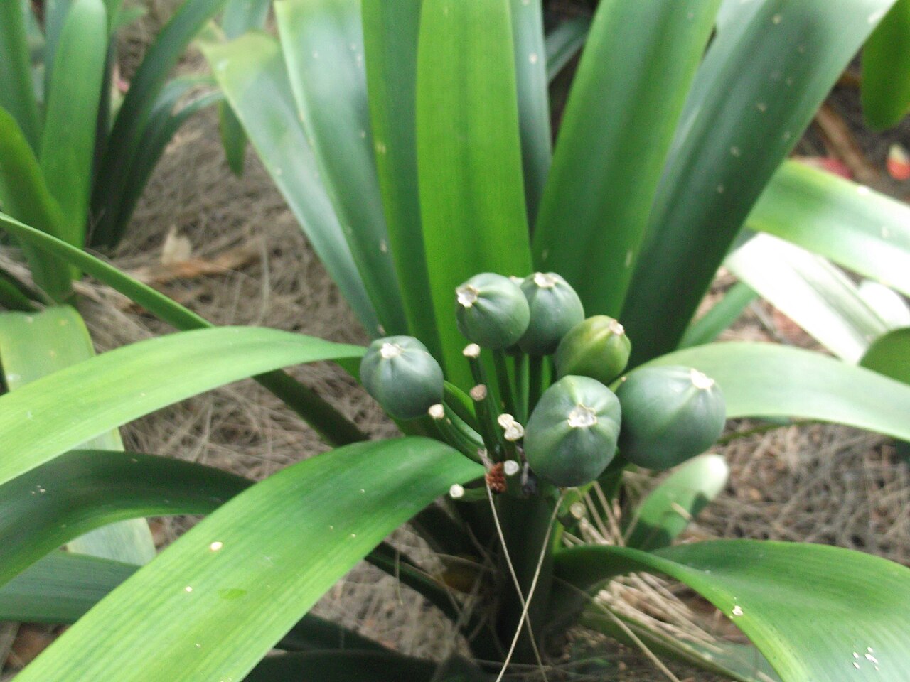 Clivia miniata, Clivia — clumping evergreen (Amaryllidaceae) (image 4 of 10)