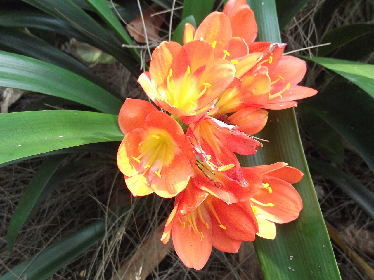 Clivia miniata, Clivia — clumping evergreen (Amaryllidaceae) (image 5 of 10)