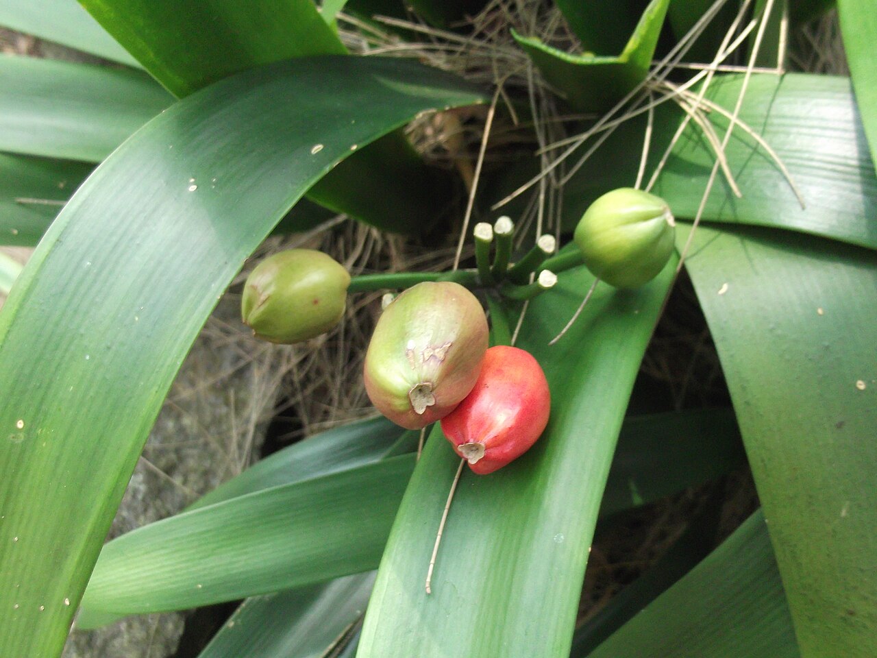 Clivia miniata, Clivia — clumping evergreen (Amaryllidaceae) (image 6 of 10)