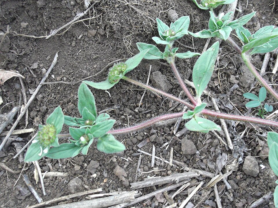 Spermacoce (False Buttonweeds) (alternate view 3)