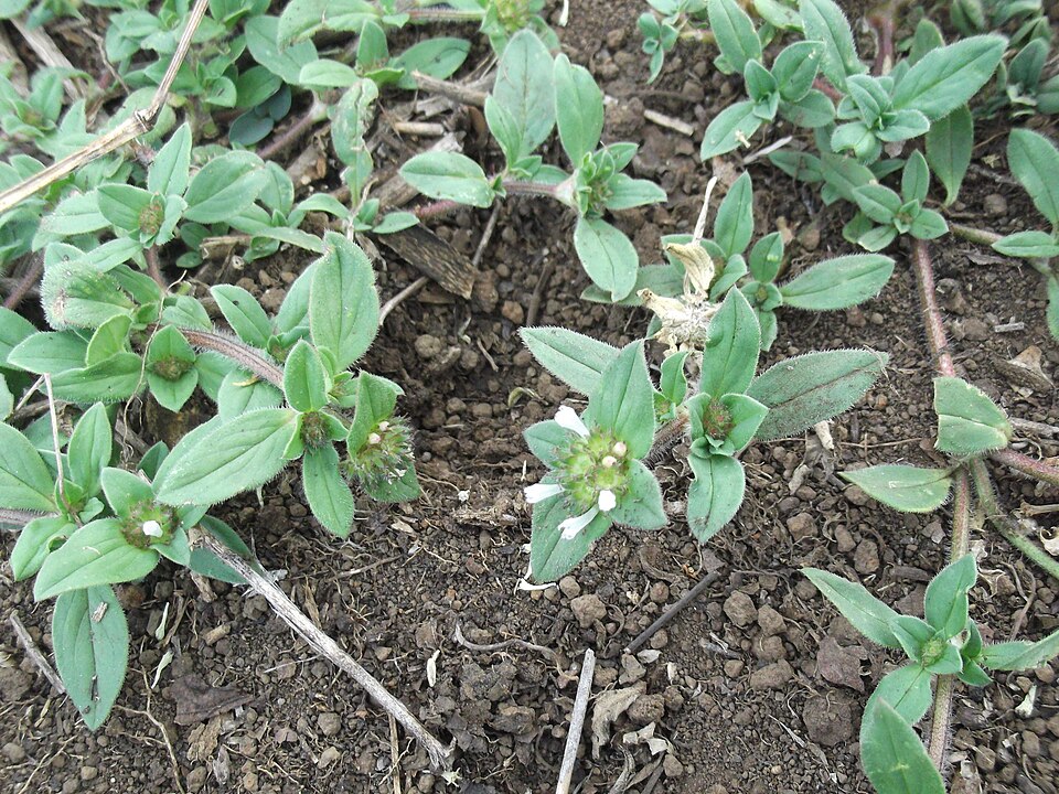 Spermacoce (False Buttonweeds) (alternate view 4)