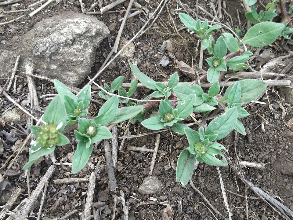 Spermacoce (False Buttonweeds) (alternate view 5)