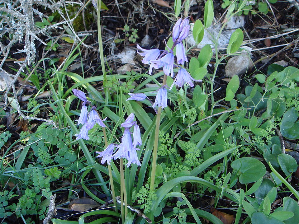 Hyacinthoides hispanica (Spanish bluebells) (alternate view 7)