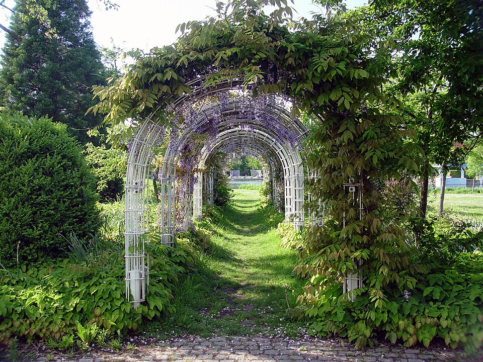 Wisteria (wisterias) (alternate view 3)