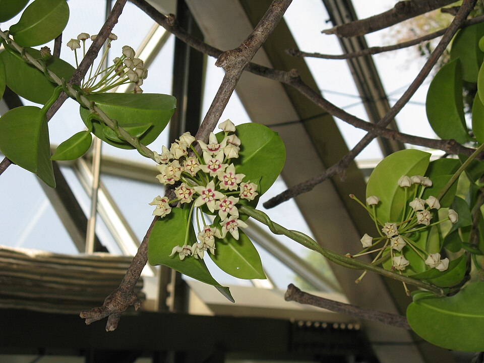 Hoya australis (common waxflower) (alternate view 7)