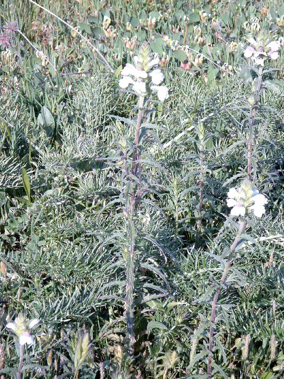 Bellardia trixago (Mediterranean lineseed)