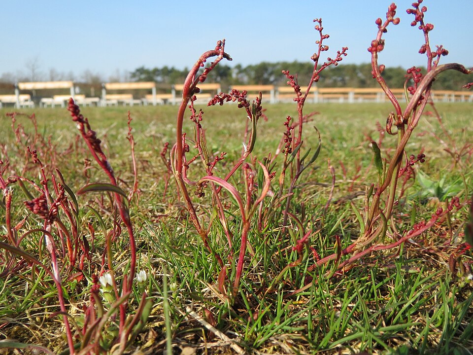Rumex acetosella (sheep sorrel) (alternate view 10)
