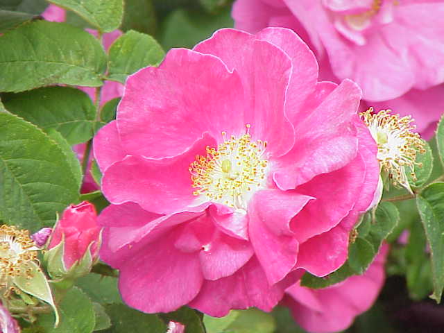 Rosa gallica var. officinalis (apothecary's rose)