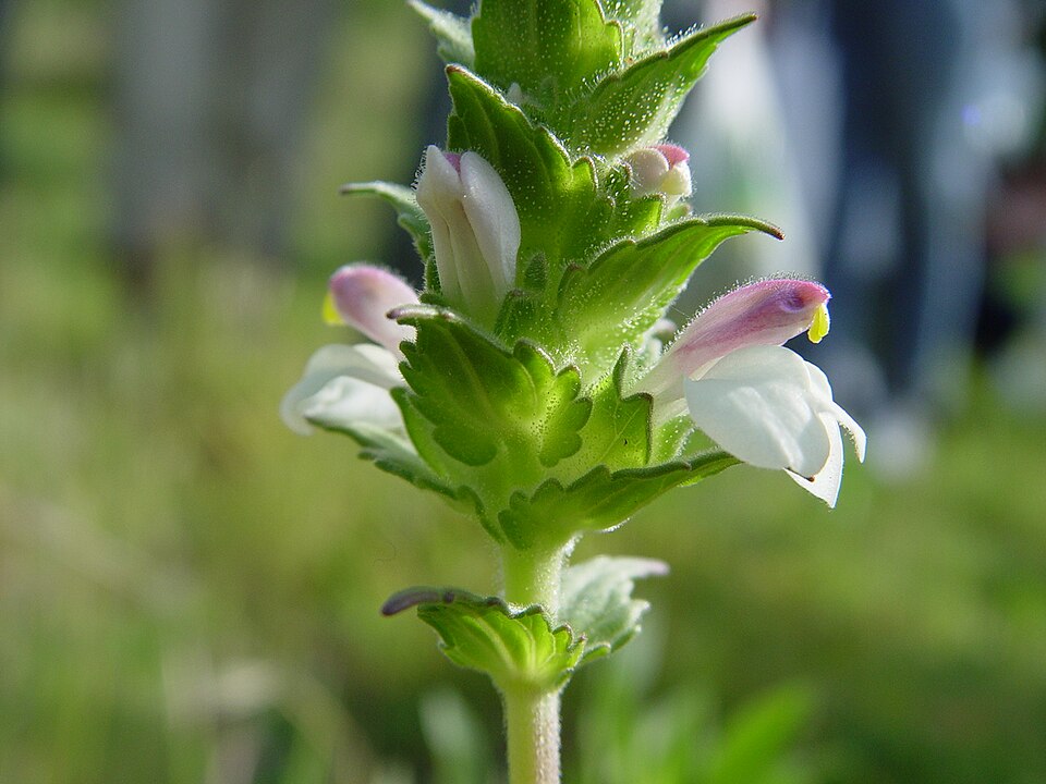 Bellardia trixago (Mediterranean lineseed) (alternate view 2)