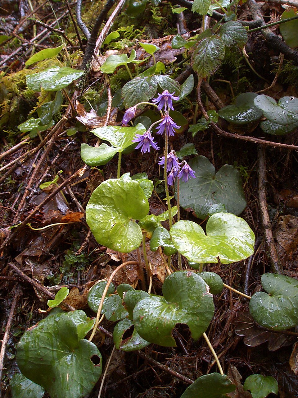 Soldanella villosa (Hairy Snowbell) (alternate view 9)
