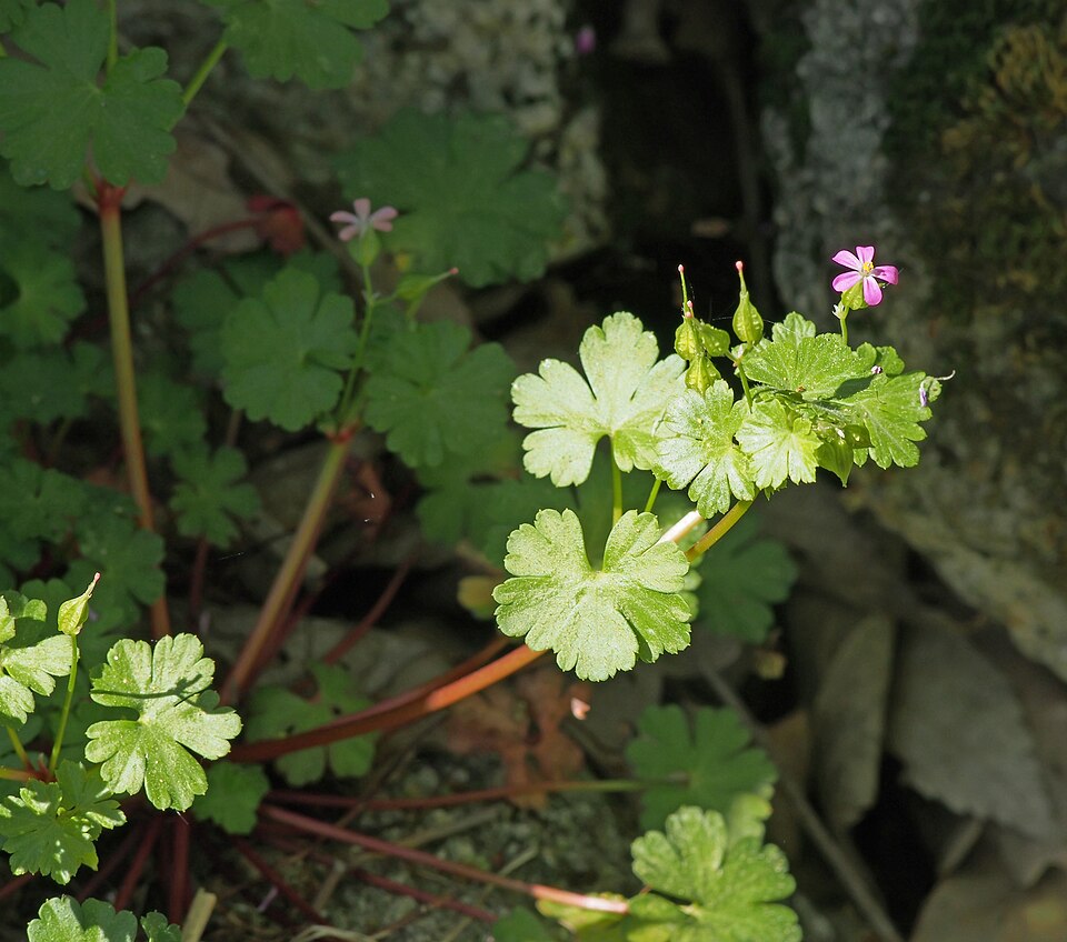 Geranium lucidum (shiny geranium) (alternate view 6)