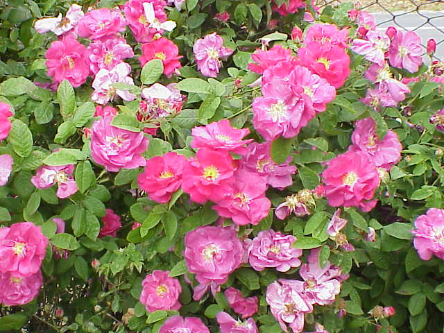 Rosa gallica var. officinalis (apothecary's rose) (alternate view 2)