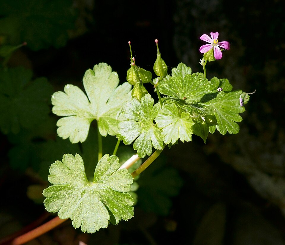 Geranium lucidum (shiny geranium) (alternate view 7)