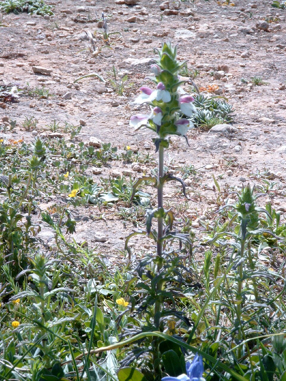 Bellardia trixago (Mediterranean lineseed) (alternate view 3)
