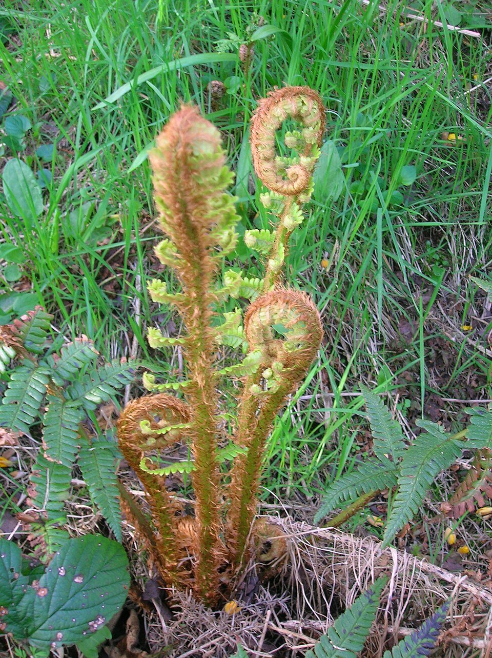 Dryopteris affinis (Golden-scaled Male-fern)