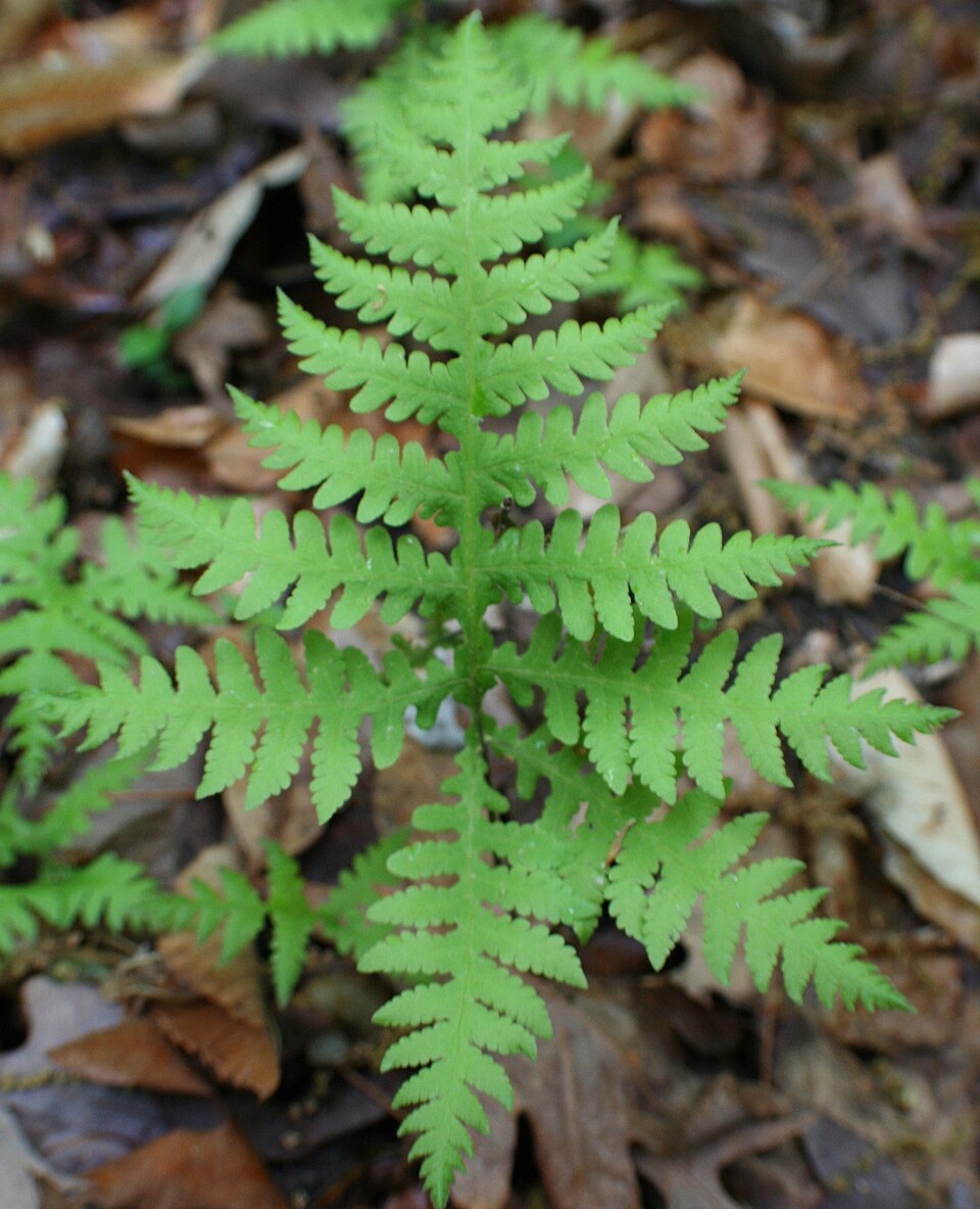 Phegopteris hexagonoptera (broad beech fern) (alternate view 6)